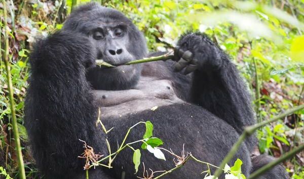 gorilla