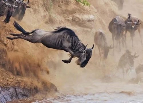 8 DAYS, 7 NIGHTS – MAASAI MARA NATIONAL RESERVE TOUR