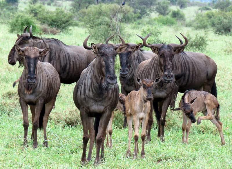 KENYA