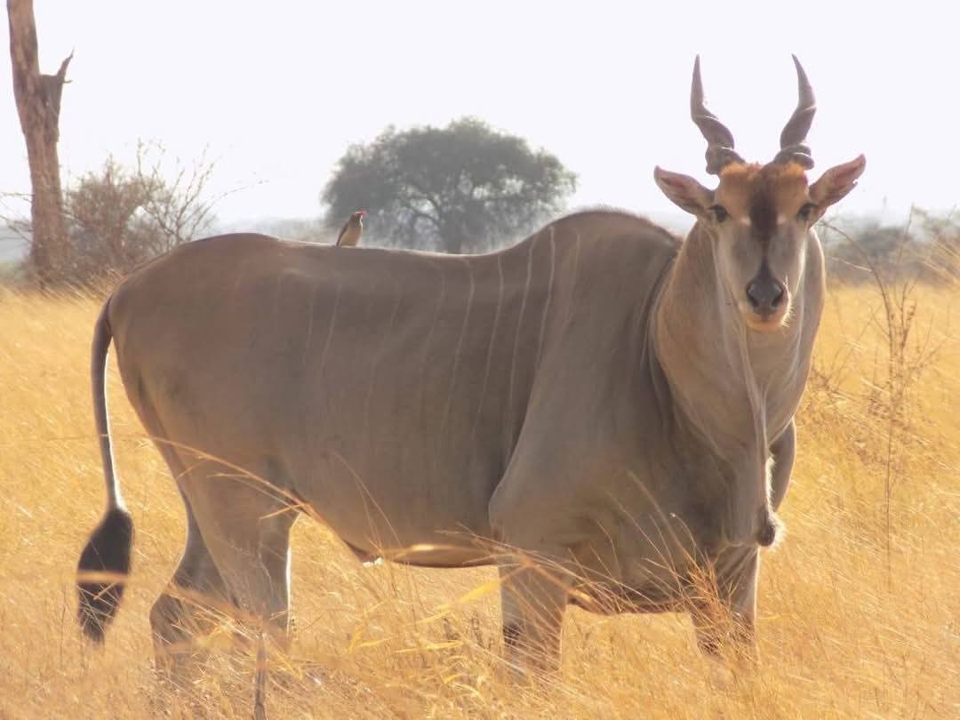 ‘ACTIVE-DEN COASTAL WILDLIFE DUO’